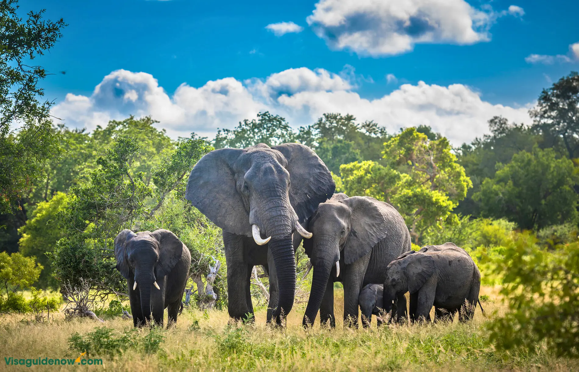 Kruger National Park - South Africa